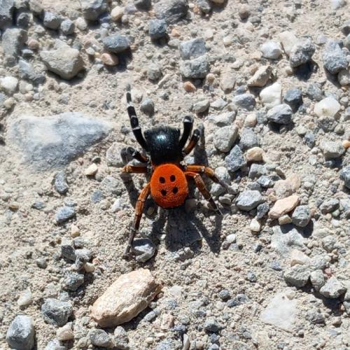 Réf. 348 862 : Eresus kollari